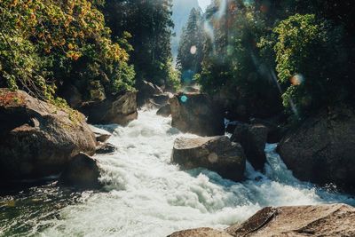 Scenic view of waterfall in forest