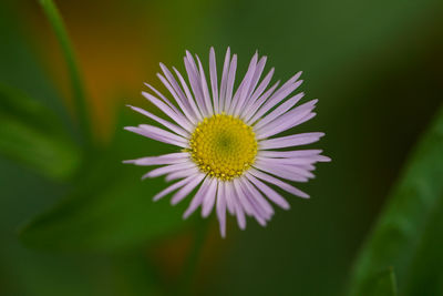 Close-up of purple daisy flower
