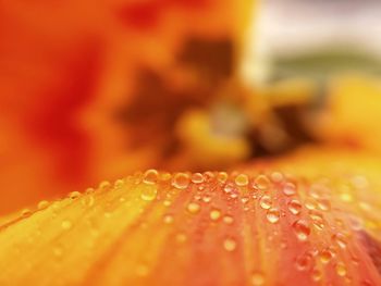 Close-up of yellow flower