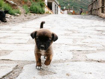 Portrait of puppy on footpath