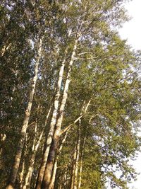 Low angle view of trees in forest