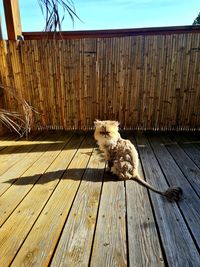 Dog sitting on boardwalk