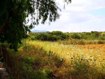 Scenic view of field against sky