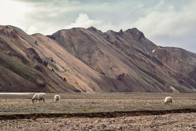 Sheep grazing on field landscape photo