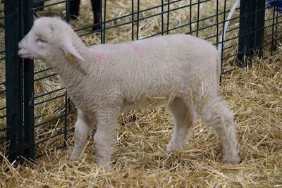 Sheep in pen