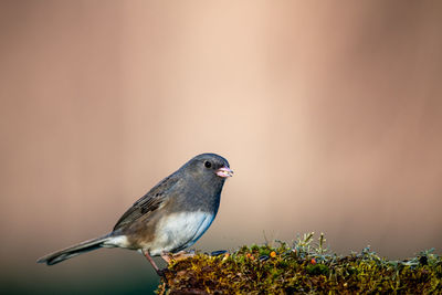 Close-up of bird perching on a plant