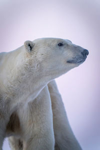 Close-up of polar bear holding head up