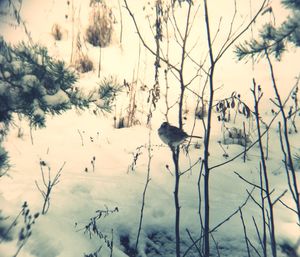 Birds perching on snow covered field against sky