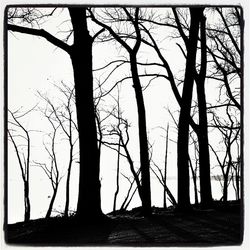 Silhouette of bare trees
