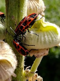Close-up of butterfly on flower
