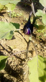 Close-up of insect on plant
