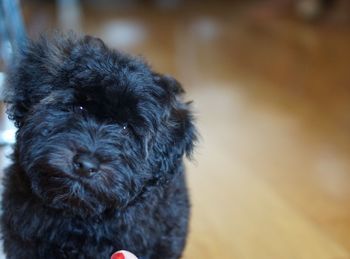 Close-up portrait of dog