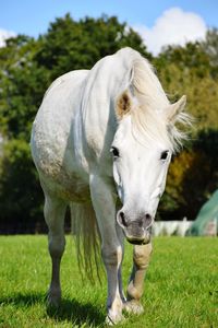 Horse standing in a field