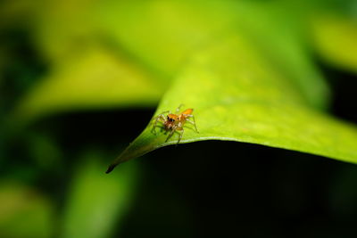 Close-up of insect on leaf