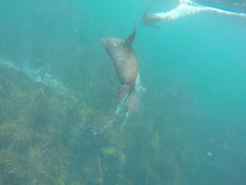 Jellyfish swimming in sea
