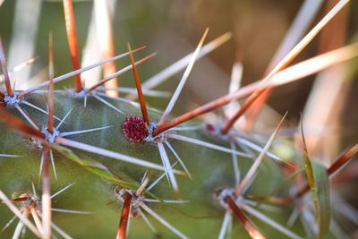 Close-up of cactus plant