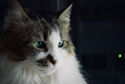 Close-up of cat looking away