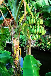 Close-up of fruits growing on tree