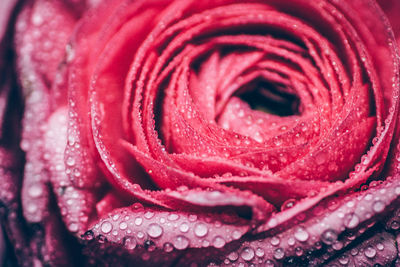 Extreme close-up of wet red rose