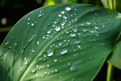 Close-up of raindrops on leaves