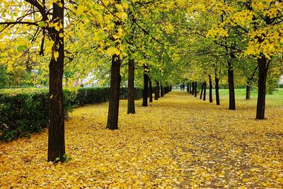 Trees in park during autumn