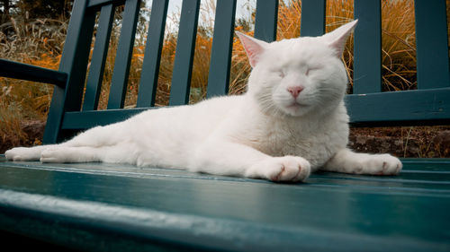 White cat resting on railing