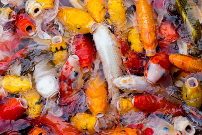 High angle view of koi carps swimming in sea