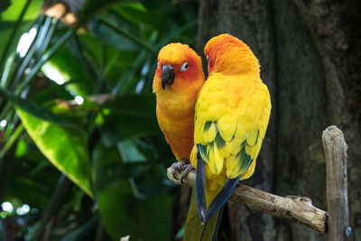 Close-up of parrot perching on branch
