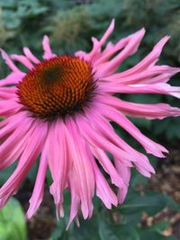 Close-up of purple coneflower blooming outdoors