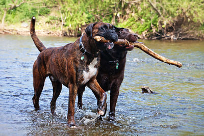 Dogs on wet shore