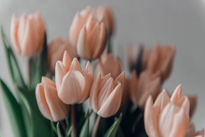 Valentine's day or mothers day tulip flowers apricot color