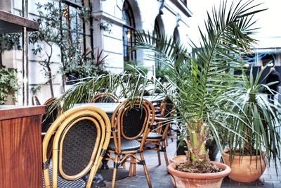 Close-up of potted plant on table