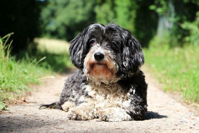 Portrait of dog on field