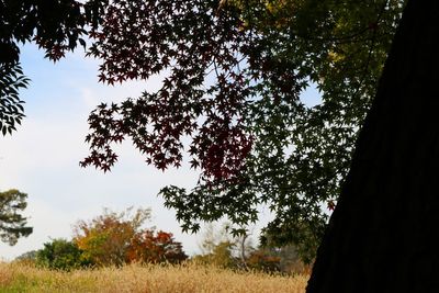 Low angle view of trees on field against sky