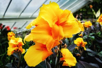 Close-up of yellow flowering plant