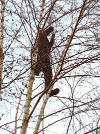 Low angle view of bird perching on tree in winter