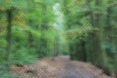 Trail amidst trees in forest