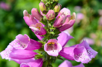 Close-up of pink flowers blooming outdoors