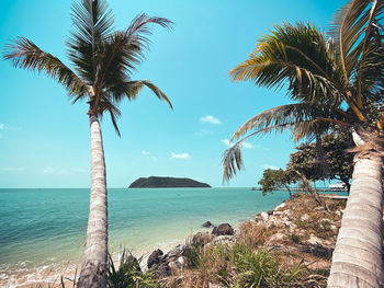 Palm trees by sea against sky