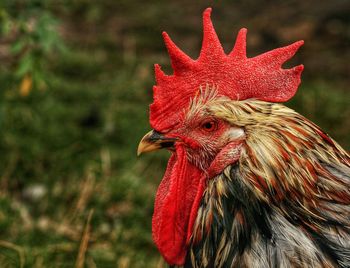 Close-up of rooster