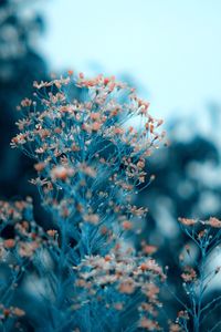 Close-up of flowering plant during winter