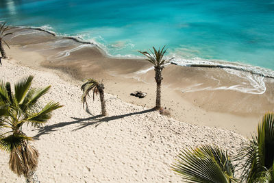 High angle view of palm trees on beach