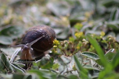 Close-up of crab on plant