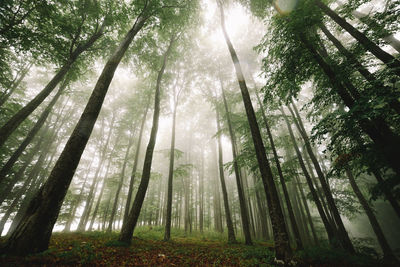 Low angle view of trees in forest