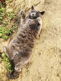 High angle view of a cat on field