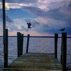 Bird flying over lake