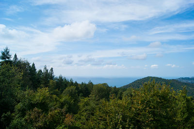 Scenic view of trees and plants against sky