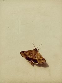High angle view of butterfly on wall