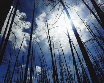 Low angle view of silhouette trees against sky