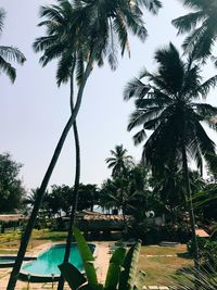 Low angle view of palm trees against clear sky